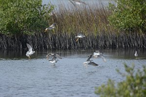 Sandpiper, Lesser Yellowlegs, 2015-01098788 Merritt Island NWR, FL